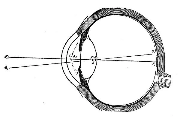 Human eye. illustration of a Human eye