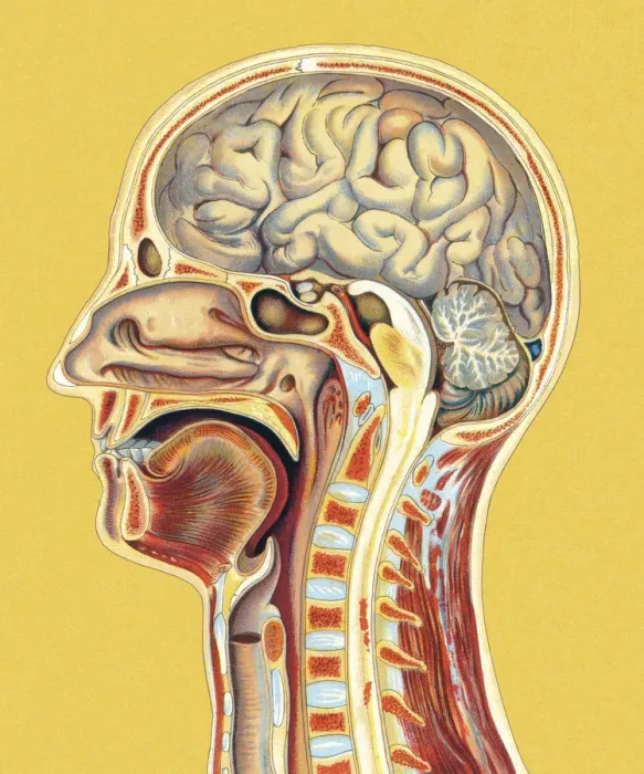 Framed Print : Human Head Anatomy Framed Print : Human Head Anatomy