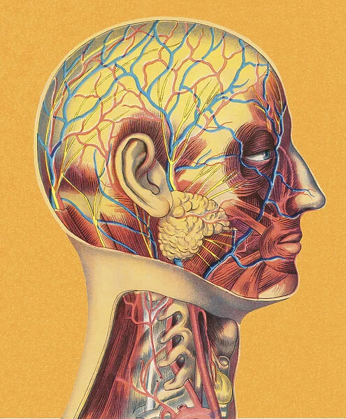 Human Head Anatomy