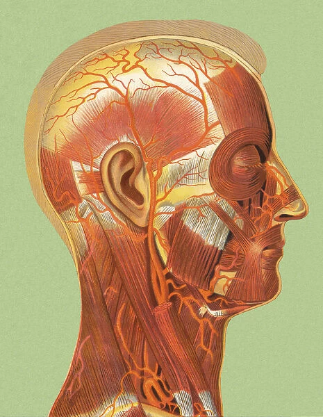 Human Head Muscle Anatomy