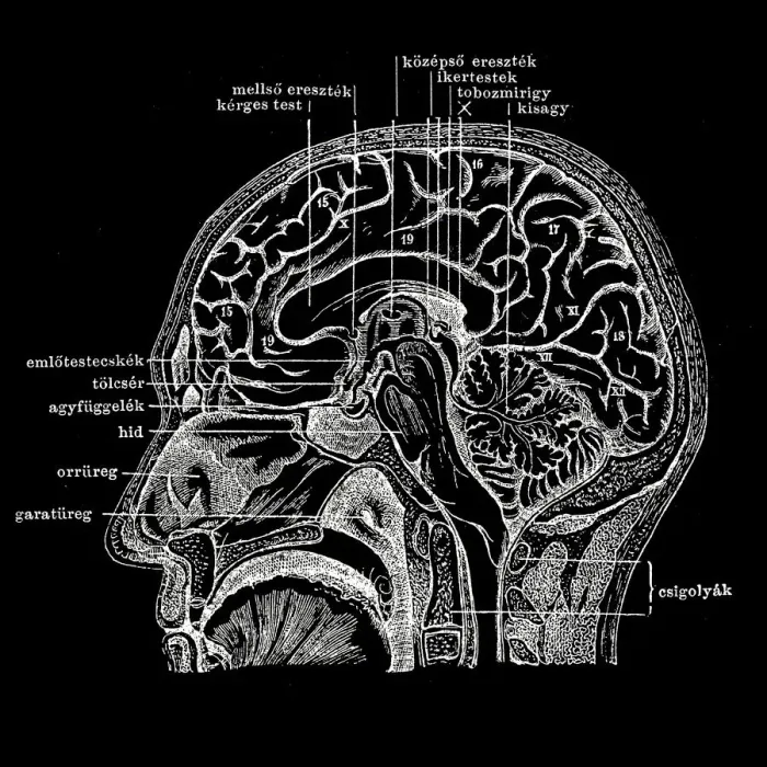Framed Print : Human head section Framed Print : Human head section
