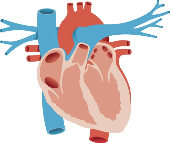 Framed Print : The Human Heart, 165042243 Framed Print : The Human Heart, 165042243