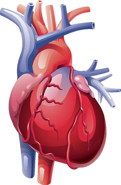 The Human Heart, 182022932
