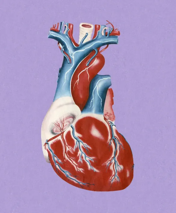 Framed Print : Human Heart Framed Print : Human Heart