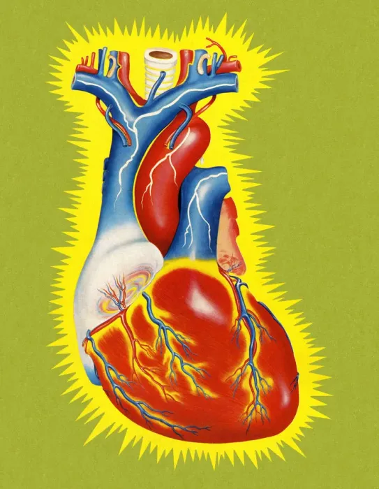 Framed Print : Human Heart Framed Print : Human Heart