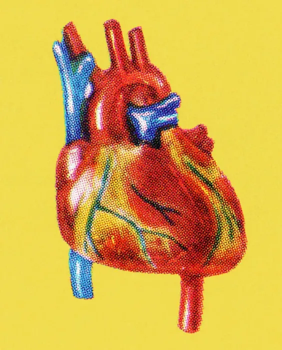 Framed Print : Human Heart Framed Print : Human Heart