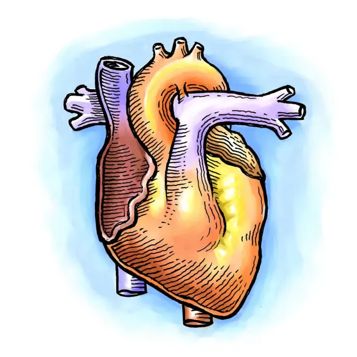 Framed Print : Human Heart Framed Print : Human Heart