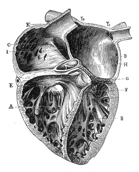 Human Heart Anatomy 1888