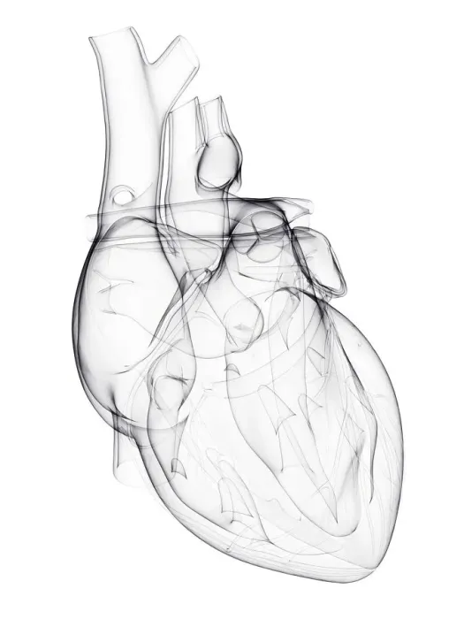Framed Print : Human heart, artwork Framed Print : Human heart, artwork