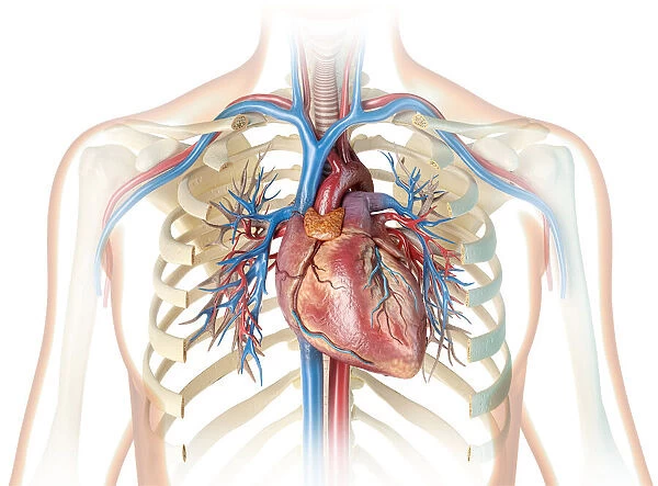 Human heart and chest, illustration
