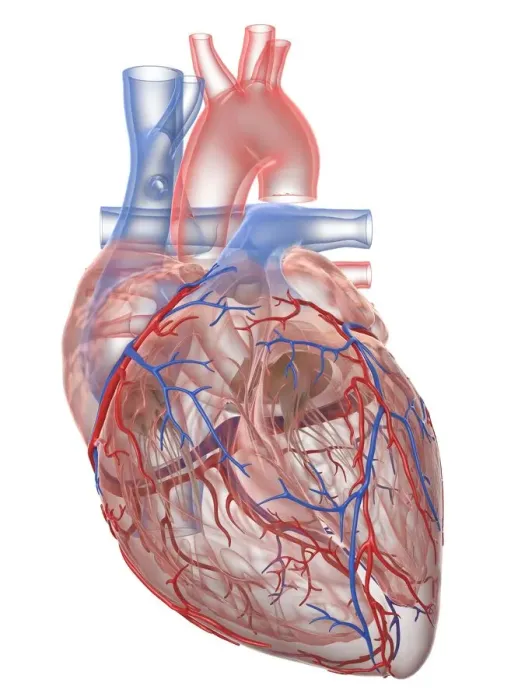 Framed Print : Human heart, illustration Framed Print : Human heart, illustration