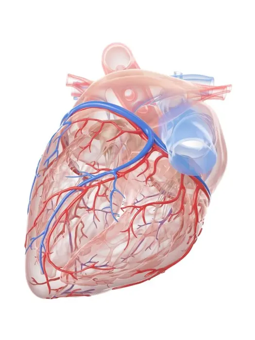 Framed Print : Human heart, illustration Framed Print : Human heart, illustration