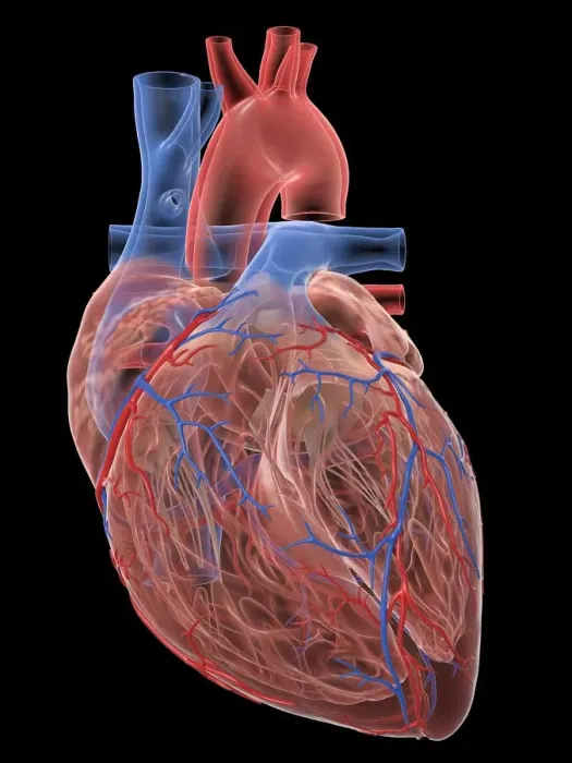 Framed Print : Human heart, illustration