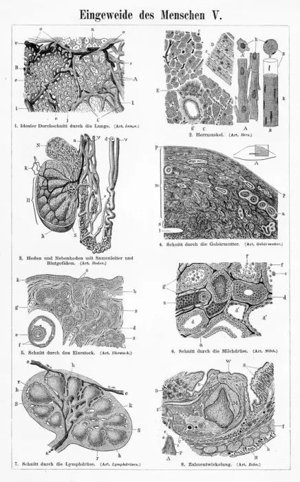 Framed Print : Human intestine liver engraving 1895 Framed Print : Human intestine liver engraving 1895