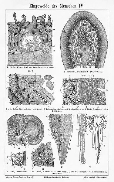 Human intestine liver engraving 1895