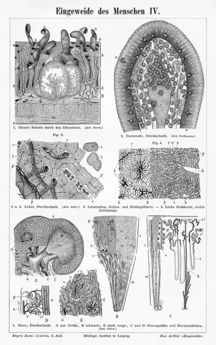 Framed Print : Human intestine liver engraving 1895 Framed Print : Human intestine liver engraving 1895