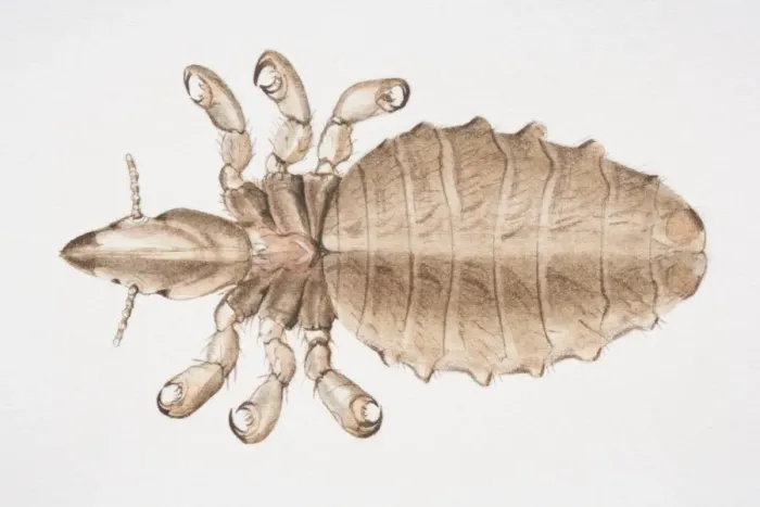 Framed Print : Human Louse, Pediculus humanus, top view Framed Print : Human Louse, Pediculus humanus, top view