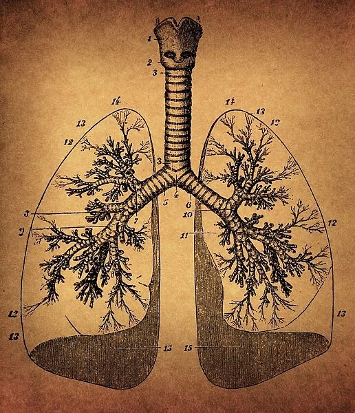 Human Lungs anatomy