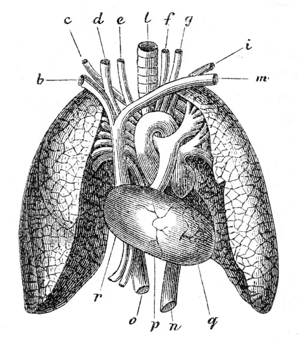 Framed Print : Human lungs engraving 1872 Framed Print : Human lungs engraving 1872