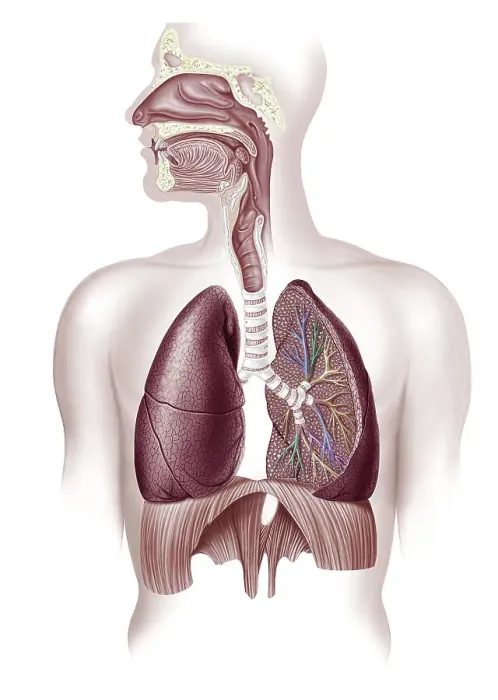 Framed Print : Human lungs, illustration Framed Print : Human lungs, illustration