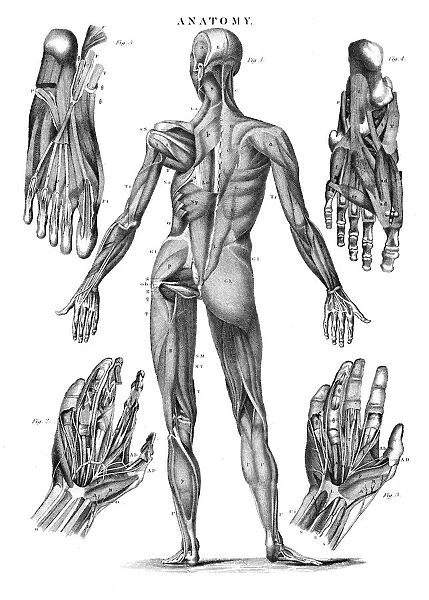 Human muscles anatomy engraving 1878