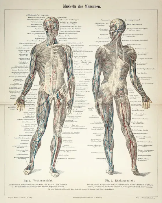 Framed Print : Human Muscles engraving 1896 Framed Print : Human Muscles engraving 1896