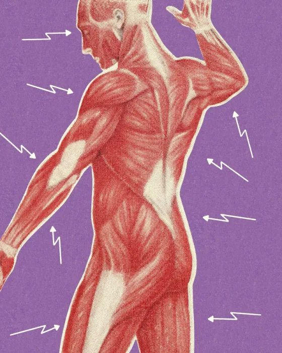 Framed Print : Human Muscular Anatomy Framed Print : Human Muscular Anatomy