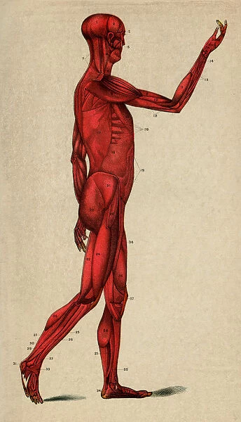 Human Muscular System, Scanned 1892 Engraving