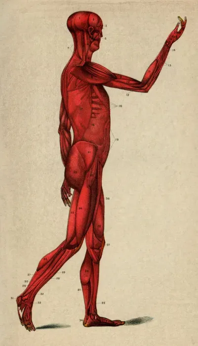 Framed Print : Human Muscular System, Scanned 1892 Engraving Framed Print : Human Muscular System, Scanned 1892 Engraving