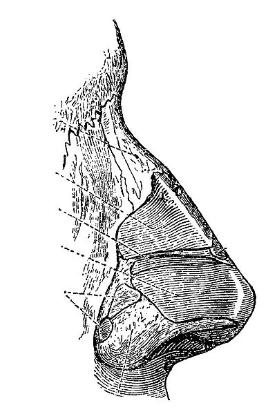 Human nose section