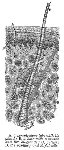 Human detail and perspiratory tube engraving anatomy 1872