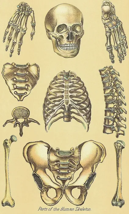 Framed Print : Human Skeletal Parts - Illustration Framed Print : Human Skeletal Parts - Illustration