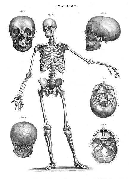 Human skeleton anatomy engraving 1878