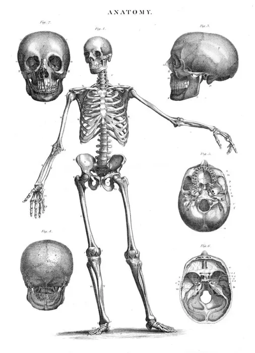 Framed Print : Human skeleton anatomy engraving 1878 Framed Print : Human skeleton anatomy engraving 1878