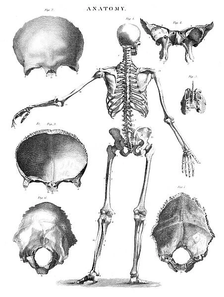 Human skeleton anatomy engraving 1878
