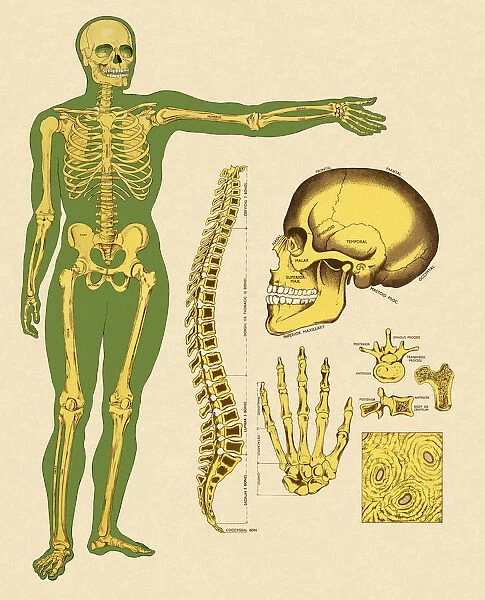 Human Skeleton Bones