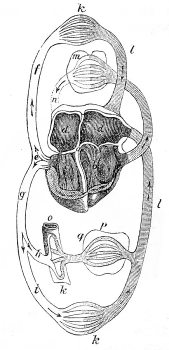 Framed Print : Human skeleton engraving 1872