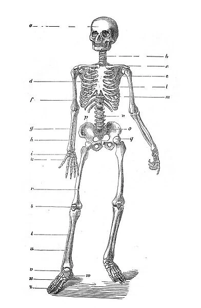 Human skeleton engraving 1872