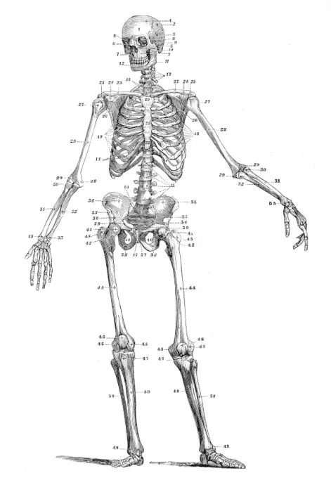 Framed Print : Human skeleton engraving 1875 Framed Print : Human skeleton engraving 1875