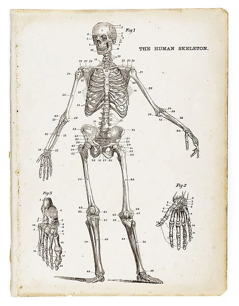 The human skeleton engraving 1875