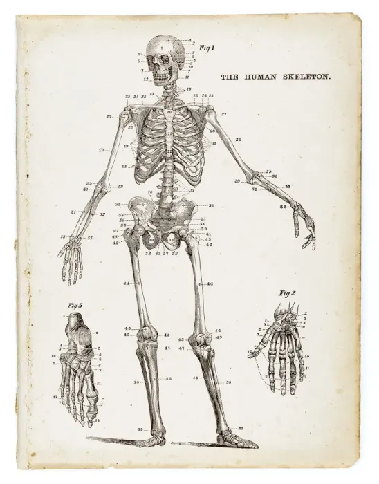 Framed Print : The human skeleton engraving 1875 Framed Print : The human skeleton engraving 1875