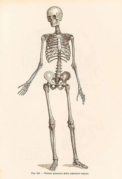 Human skeleton engraving 1899