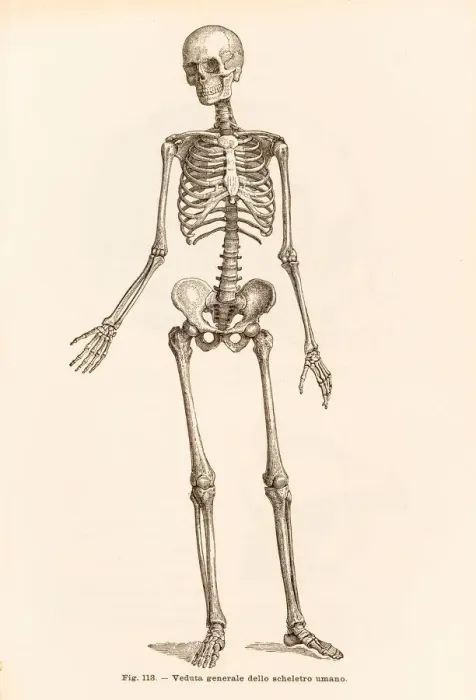 Framed Print : Human skeleton engraving 1899 Framed Print : Human skeleton engraving 1899