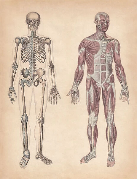 Human skeleton and muscles, hand-coloured engraving, published in 1861
