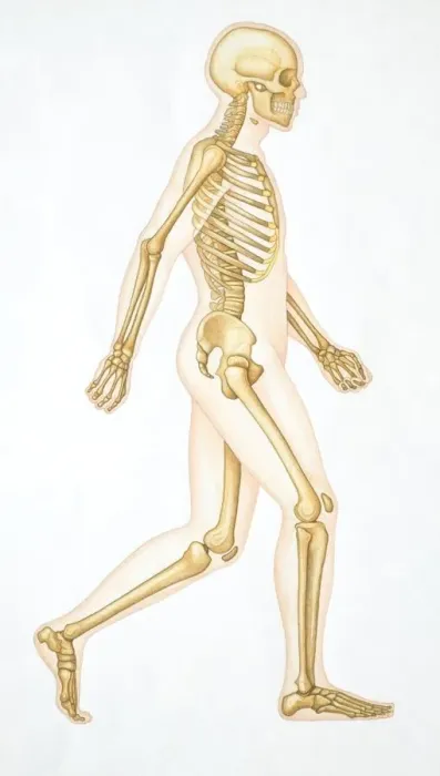 Framed Print : Human skeleton showing all the joints in walking position Framed Print : Human skeleton showing all the joints in walking position
