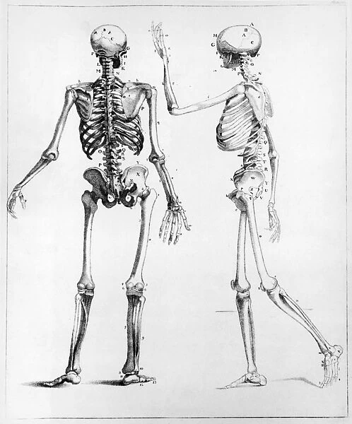Human Skeletons. A diagram showing back and side views of the human skeleton, circa 1900