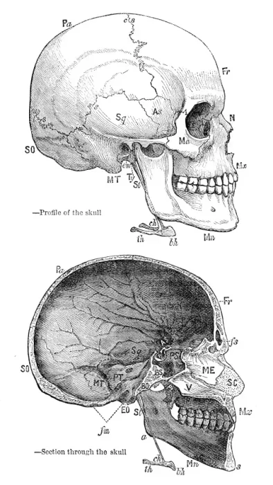 Framed Print : Human skull anatomy engraving 1878 Framed Print : Human skull anatomy engraving 1878