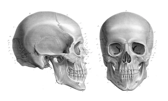Framed Print : Human skull anatomy illustration 1866 Framed Print : Human skull anatomy illustration 1866