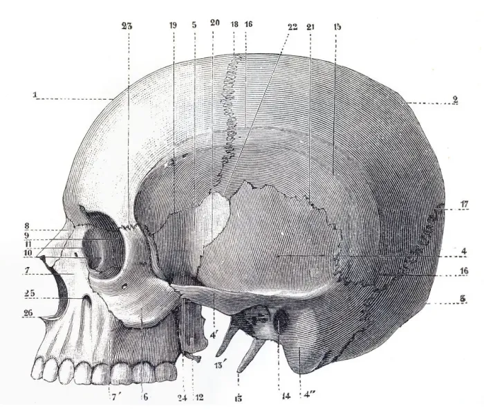Framed Print : Human Skull Engraving Framed Print : Human Skull Engraving