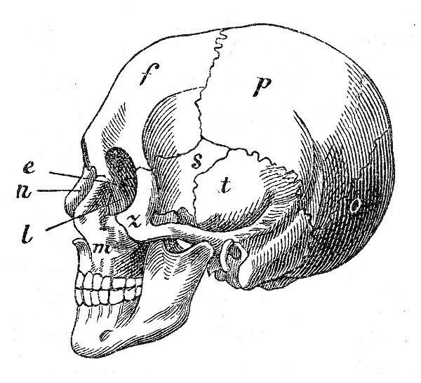 Human skull engraving 1872